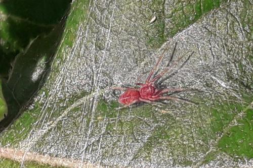 Nigma sp.